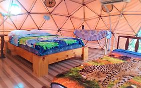 Nativa Whale Domes